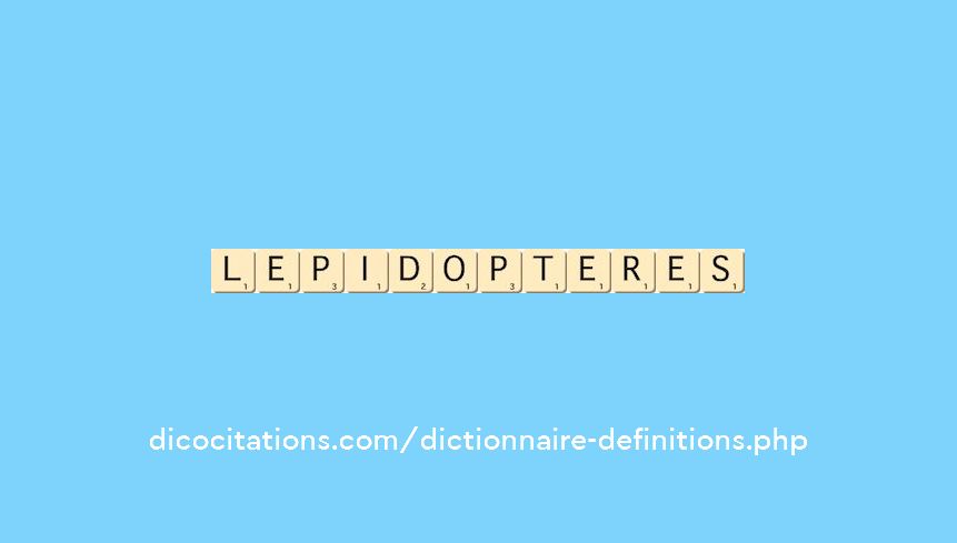 lepidopteres lepidopteres