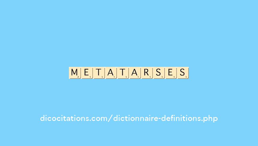 metatarses metatarses
