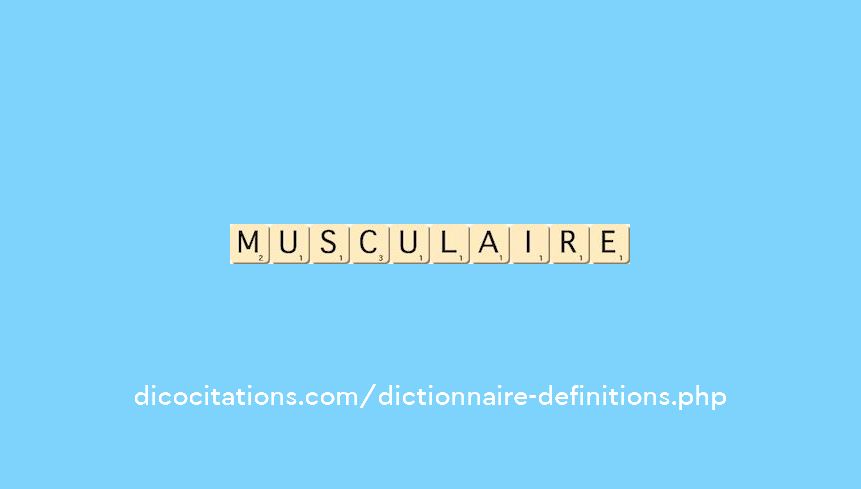 musculaire musculaire