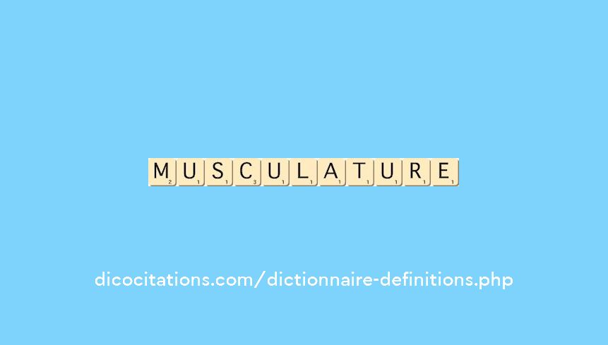 musculature musculature