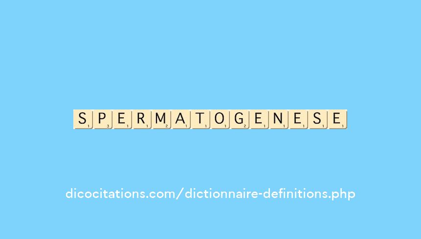 spermatogenese spermatogenese