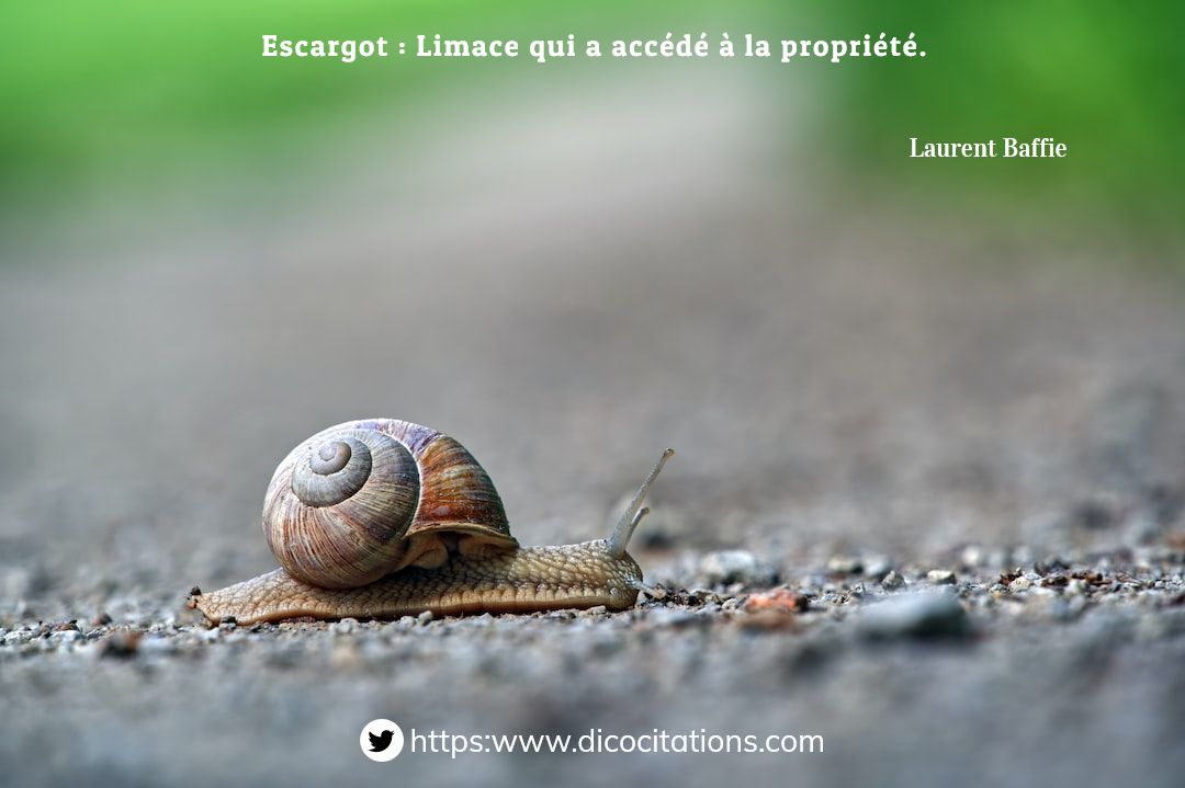 Escargot : Limace qui a accd  la proprit