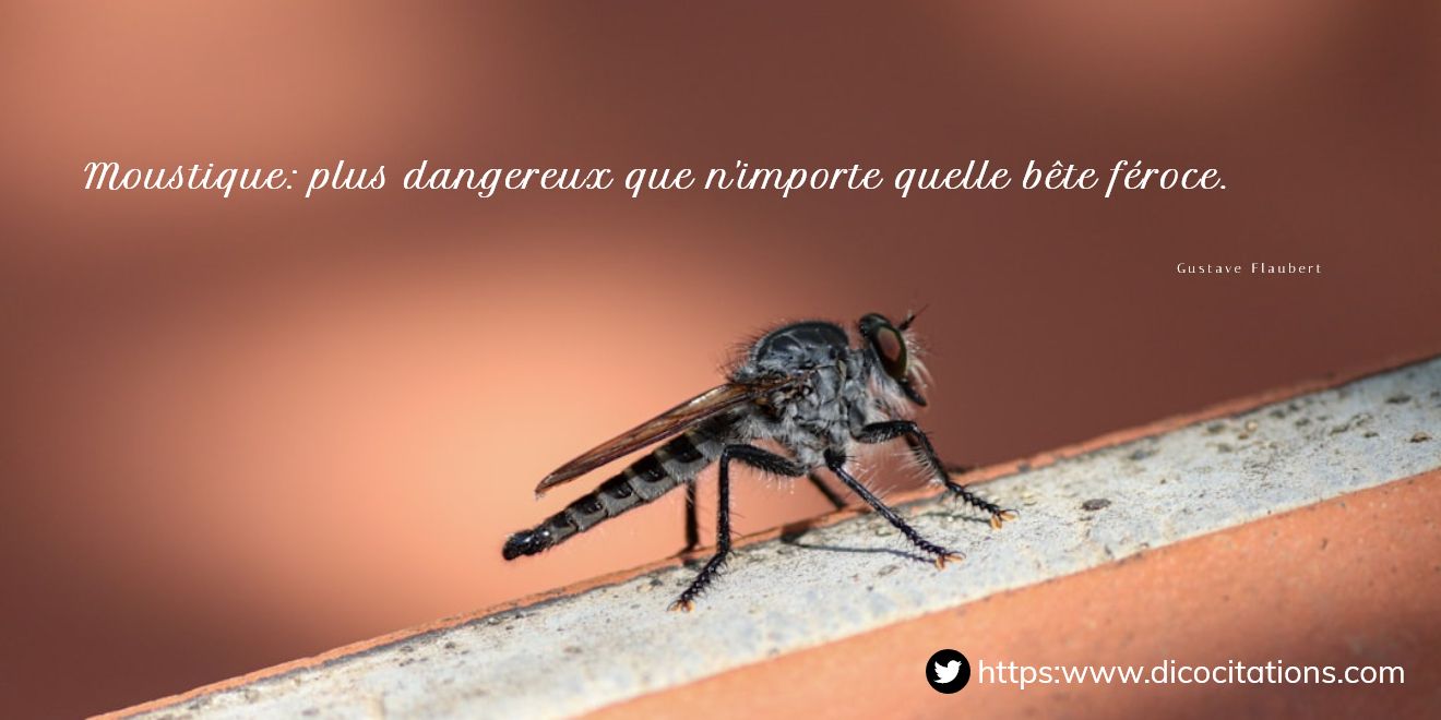 >Moustique : plus dangereux que n'importe quelle bte froce.