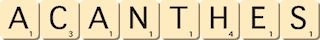 acanthes