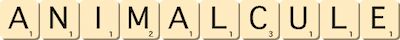 animalcule animalcule