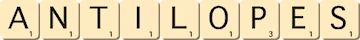 antilopes antilopes