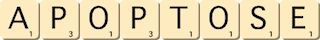 apoptose