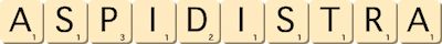 aspidistra aspidistra
