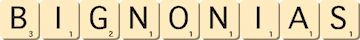 bignonias