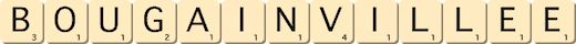 bougainvillee