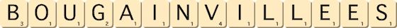 bougainvillees bougainvillees