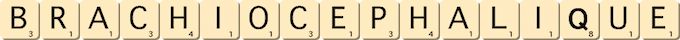 brachiocephalique brachiocephalique