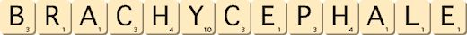 brachycephale brachycephale