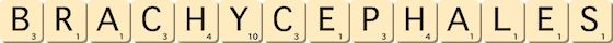 brachycephales brachycephales
