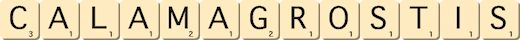 calamagrostis