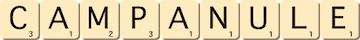 campanule