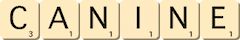 canine