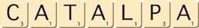 catalpa catalpa