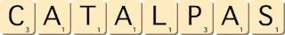 catalpas catalpas