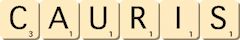cauris cauris