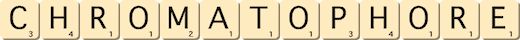 chromatophore chromatophore