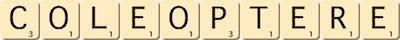 coleoptere coleoptere