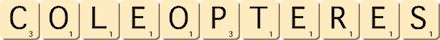 coleopteres coleopteres