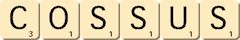 cossus cossus