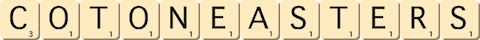 cotoneasters cotoneasters