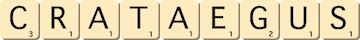 crataegus