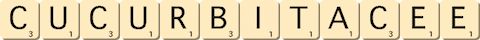 cucurbitacee cucurbitacee