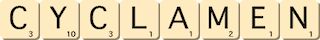 cyclamen cyclamen