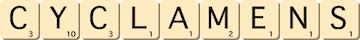 cyclamens cyclamens
