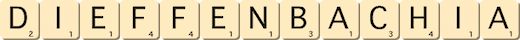 dieffenbachia