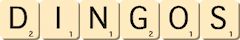 dingos dingos