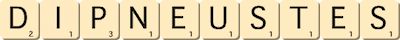 dipneustes dipneustes