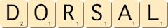 dorsal dorsal