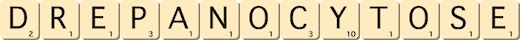 drepanocytose