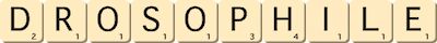 drosophile drosophile