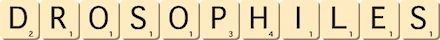 drosophiles