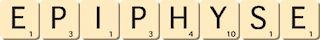 epiphyse