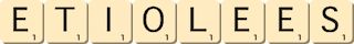 etiolees etiolees