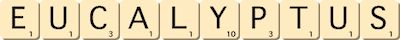 eucalyptus eucalyptus