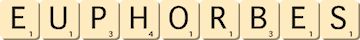 euphorbes euphorbes