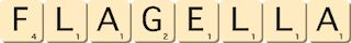flagella flagella