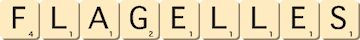 flagelles flagelles