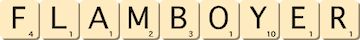 flamboyer flamboyer