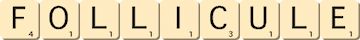 follicule