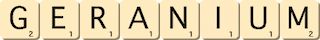 geranium geranium
