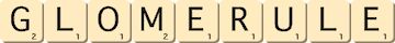 glomerule glomerule